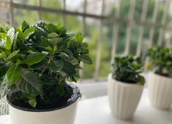 盆景|栀子花适合深盆还是浅盆
