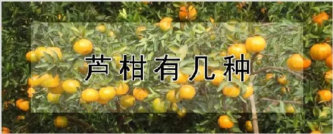 芦柑有几种 | 种植资料