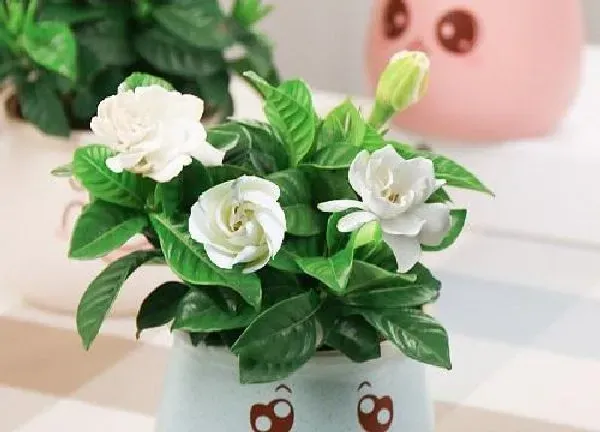 盆景|栀子花适合深盆还是浅盆