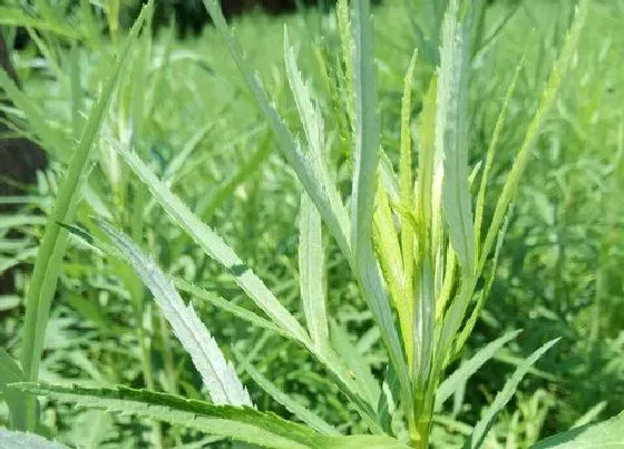 植物百科|蒌蒿是什么植物类别