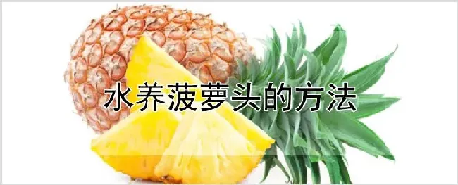 水养菠萝头的方法 | 农业技术