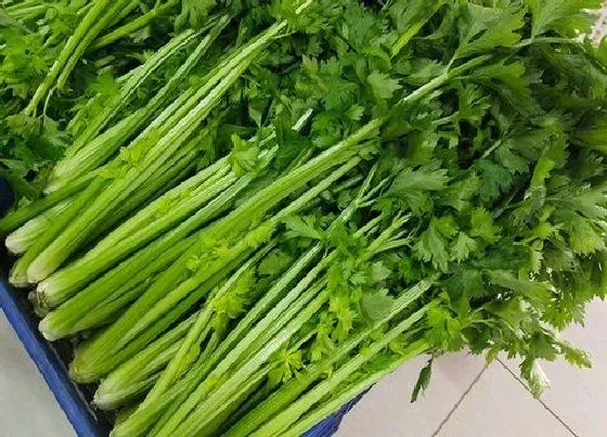 植物种类|芹菜是植物吗 属于伞形科植物