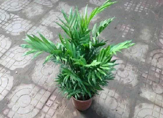 植物施肥|袖珍椰子用什么肥料最好
