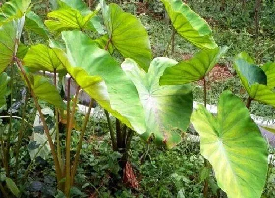 植物病害|芋头黄叶病的原因及治疗处理方法