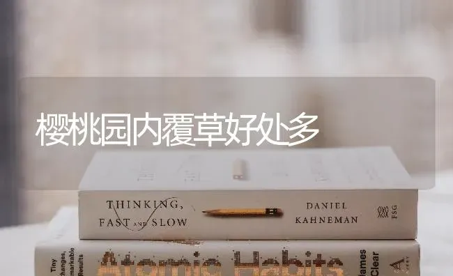 樱桃园内覆草好处多 | 瓜果种植