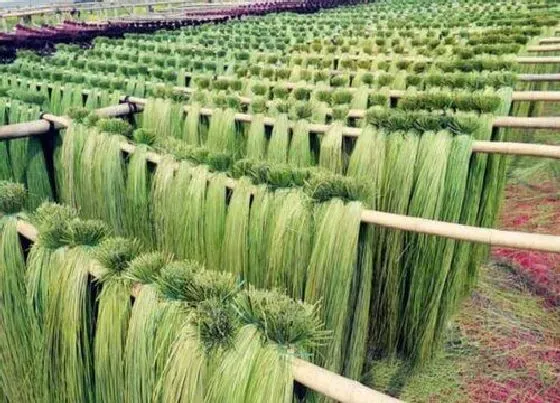 植物百科|清水草是什么草