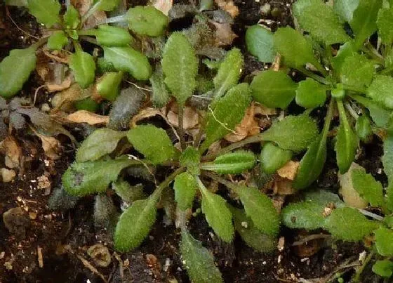 植物种类|拟南芥是裸子植物吗