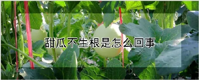 甜瓜不生根是怎么回事 | 种植资料