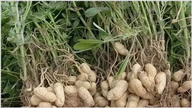 种花生要注意什么 | 种植资料