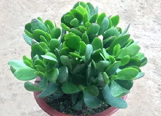 植物种类|镇宅辟邪最厉害的花卉（家里养什么盆栽植物镇宅旺财招财）