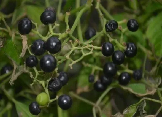 种植管理|龙葵几月份种植合适