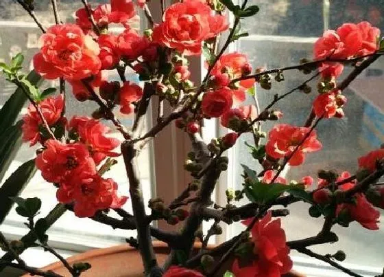 植物种类|什么海棠品种好看好养 哪种海棠漂亮又好养