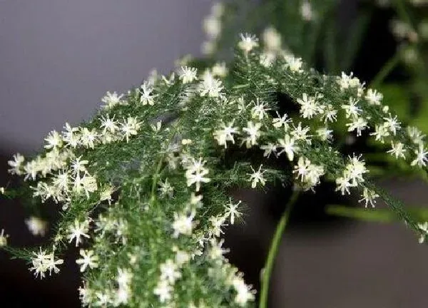 养殖科普|文竹开花后怎么处理