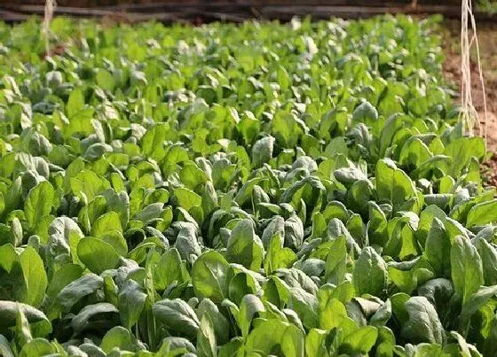 种植方法|秋菠菜种植时间和方法