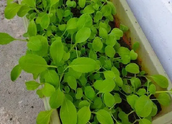 植物百科|鸡毛菜和小青菜有什么区别（和鸡毛菜差不多的叫什么菜）