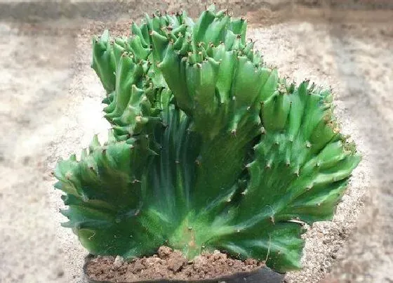 植物价格|麒麟树值钱吗