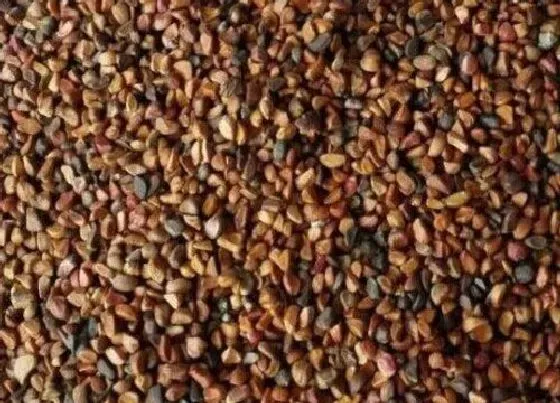 植物播种|玫瑰花种子什么时候播种最好