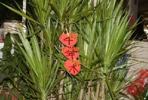 植物浇水|千年木浇水要浇透吗 浇水浇多少合适