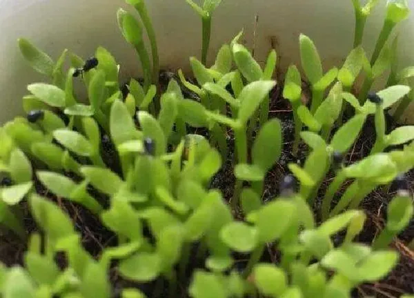 植物发芽|火龙果怎么发芽快