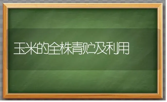 玉米的全株青贮及利用 | 粮油作物种植