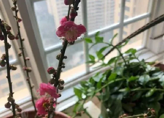 植物排行|梅花哪个品种好