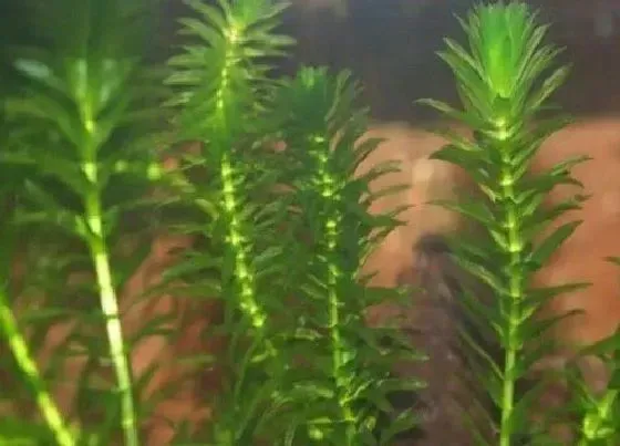 种植管理|伊乐藻几月份种植合适