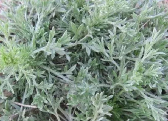 植物百科|茵陈在农村叫什么
