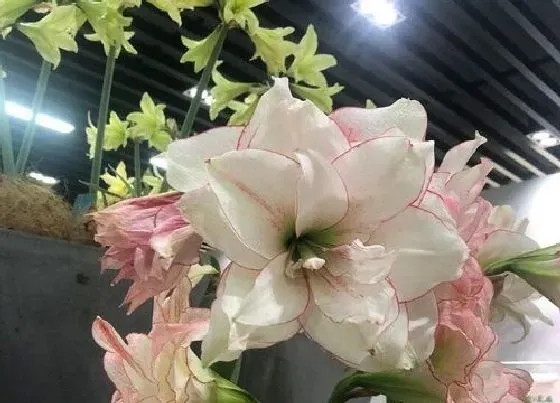 植物繁殖|对对红怎么繁殖方法和注意事项
