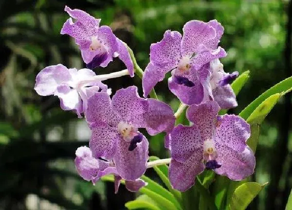 植物浇水|春兰多久浇一次水