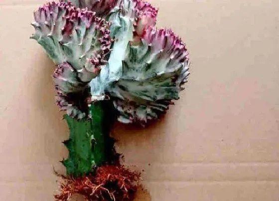植物价格|麒麟树值钱吗