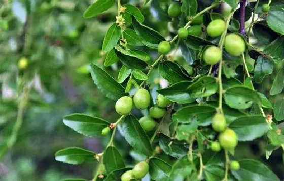 种植管理|枣树几年结果实 种植多久才能开花挂果