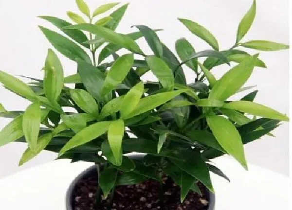 植物浇水|竹柏多久浇一次水