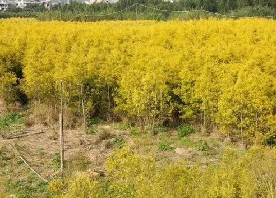 习性特点|黄金植物长什么样子