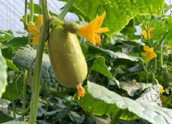 植物百科|玉女瓜是什么季节的菜