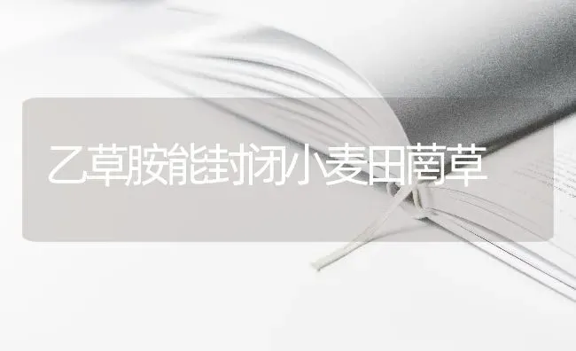 乙草胺能封闭小麦田菵草 | 粮油作物种植