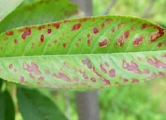 植物虫害|黄精病虫害防治技术与方法措施