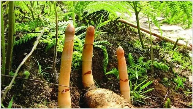 天麻产地哪里最好 | 农业技术