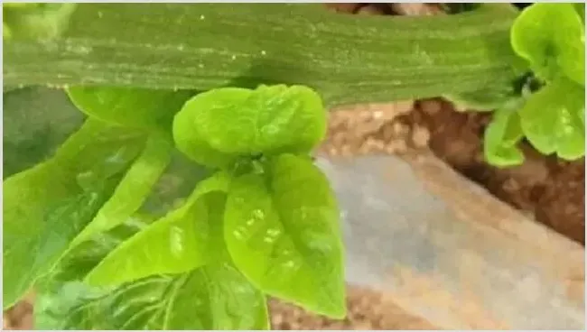 茶黄螨的防治方法措施 | 种植技术