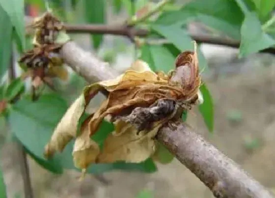 植物虫害|黄精病虫害防治技术与方法措施