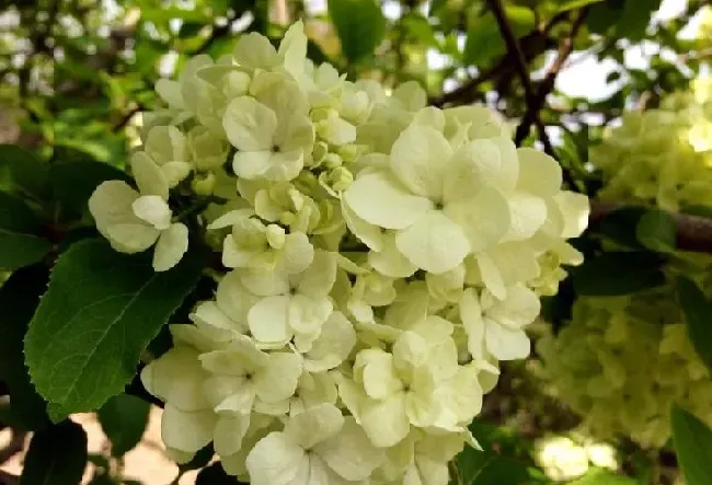 植物百科|琼花和木绣球的区别图片（琼花和木绣球一样吗）