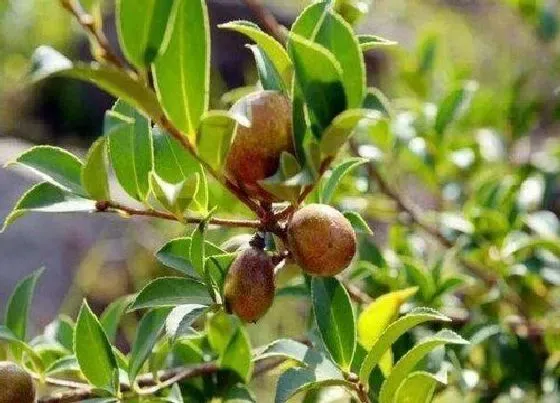 植物排行|茶籽树苗什么品种最好