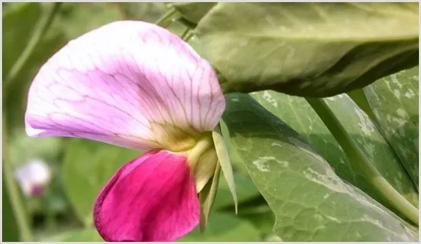 荷兰豆花期怎么管理 | 自然知识
