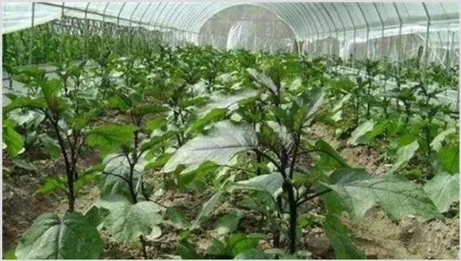 茄子种植三不宜 | 自然知识