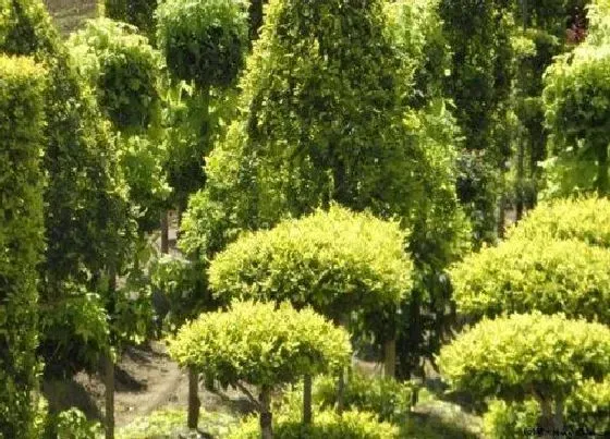 植物施肥|苗木用什么肥料最好