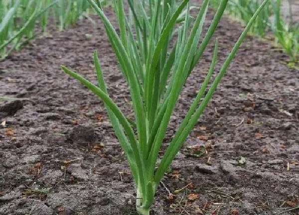 植物浇水|葱几天浇一次水最好