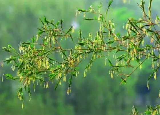 花语|竹子开花什么预兆