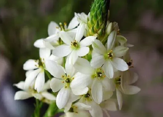 植物百科|圣心百合是多年生吗