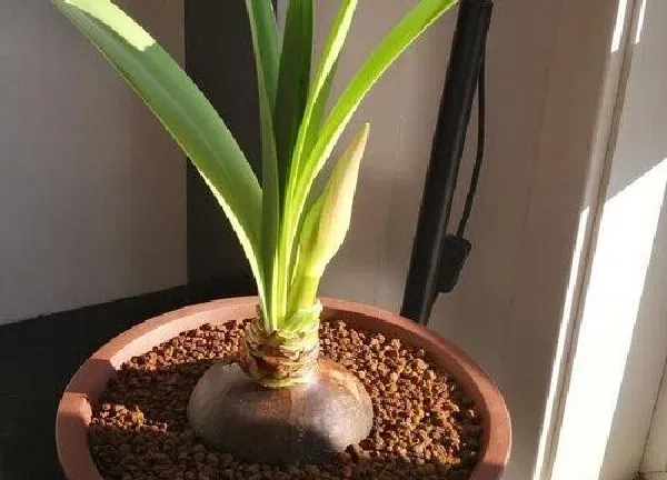 植物移栽|朱顶红什么时候换盆好