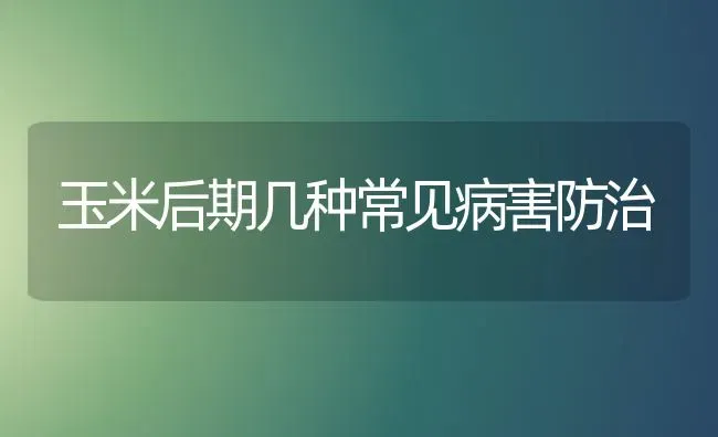 玉米后期几种常见病害防治 | 粮油作物种植