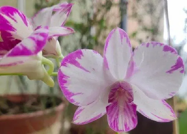 植物浇水|石斛几天浇一次水 春夏秋冬各不同
